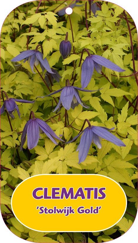 Clematis 'Stolwijk Gold'