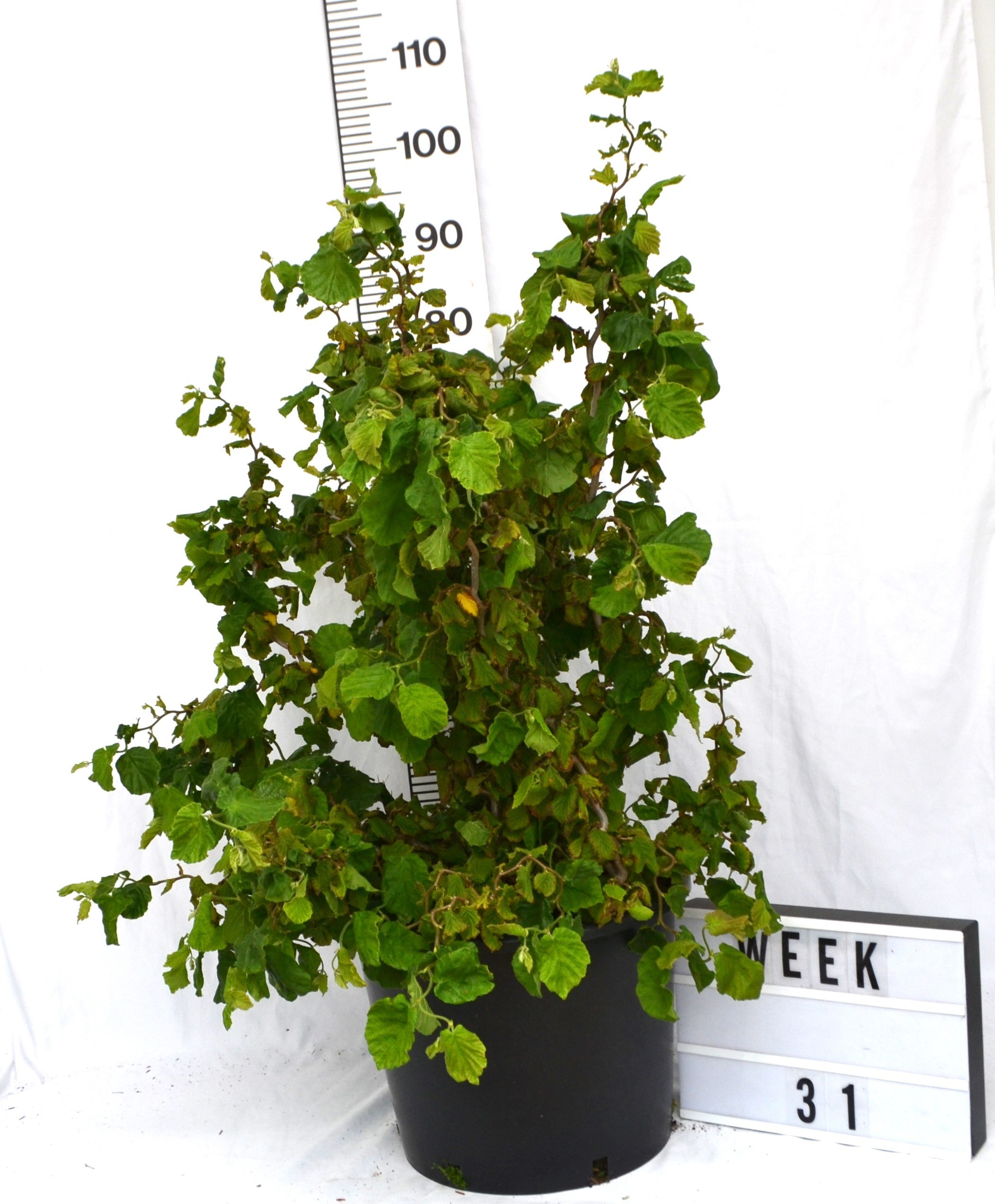 Corylus a. Medusa ('JWW9')