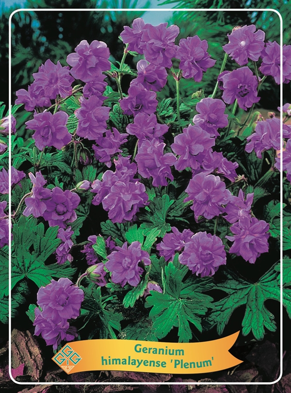 Picture of Geranium Mix 6x10 srt. per shelve P11