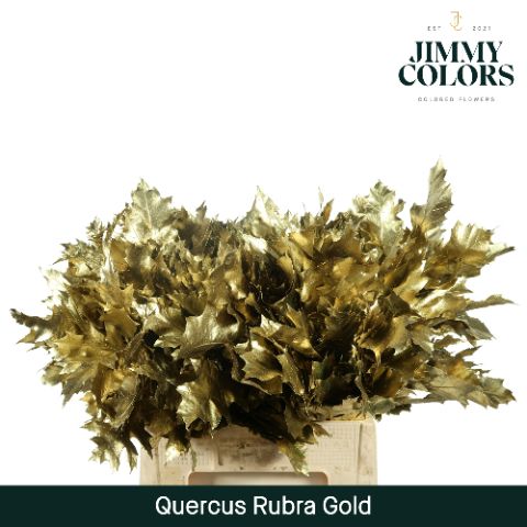 Quercus Rubra L60 Gold
