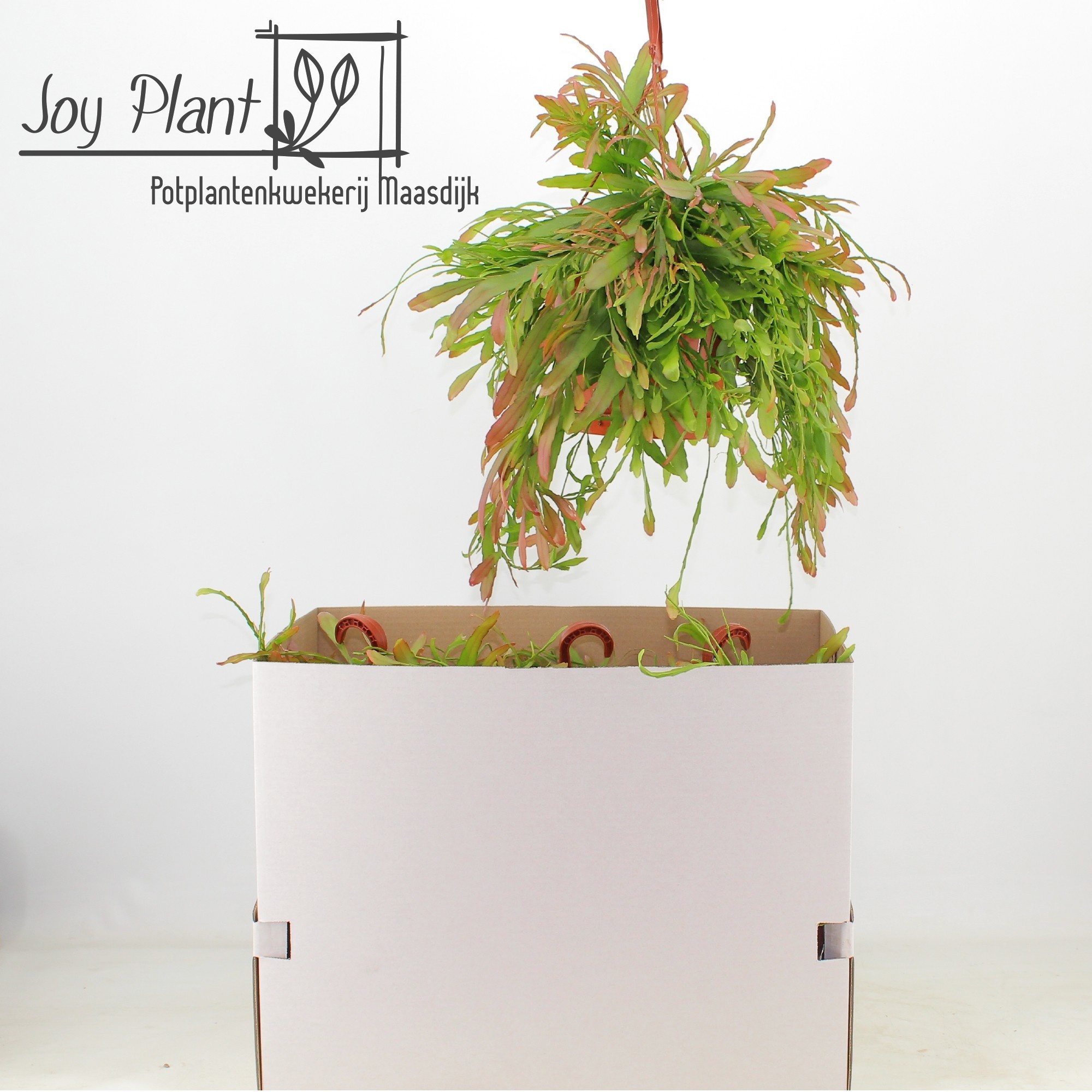 Rhipsalis Ov 21P 40H