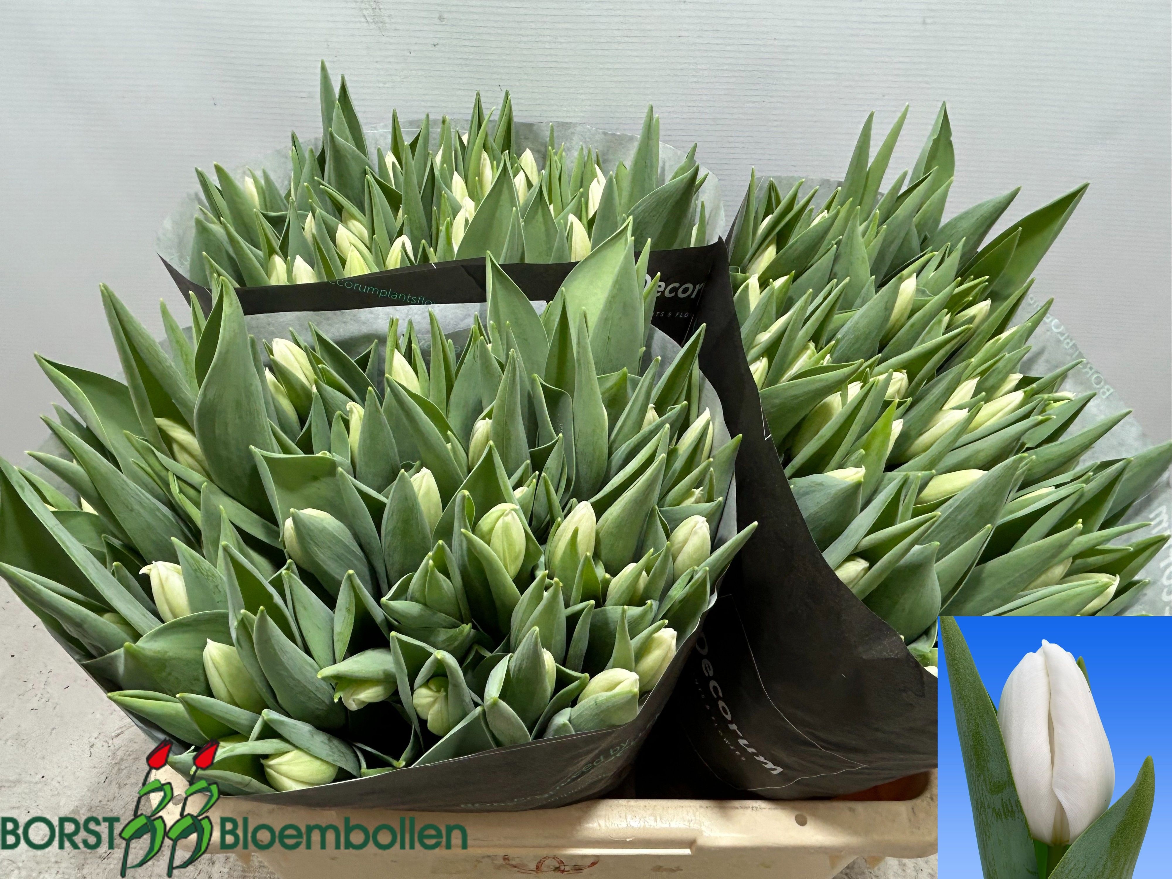Tulipa Lanka 46cm 42gram