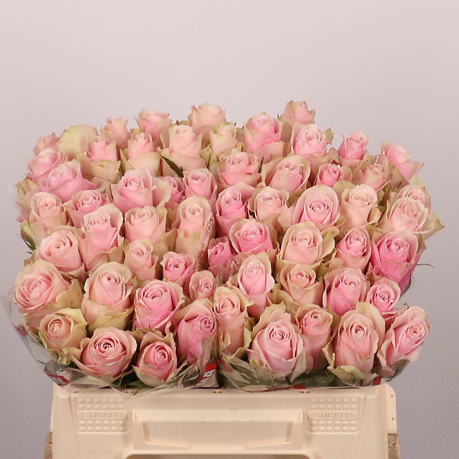 R Gr Pink Athena