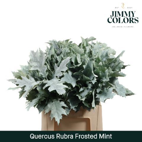 Quercus Rubra L60 Frosted Mint
