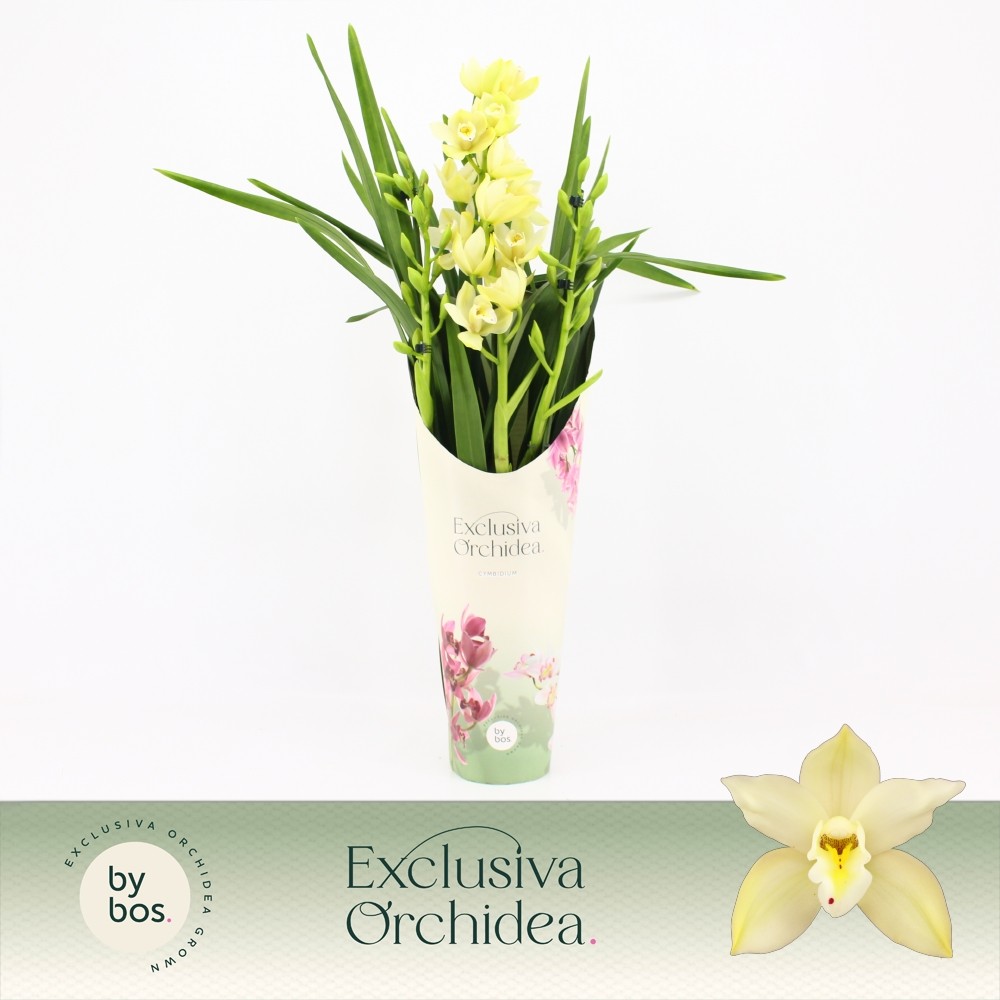 Picture of Cymbidium hybrid Paddy 3-spike P14 Exclusiva Orchidea Potcover P14 70CM