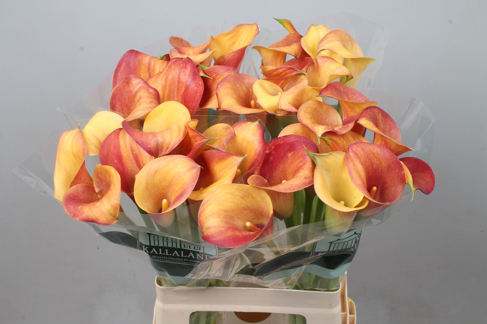 Calla Capt Trinity 65cm