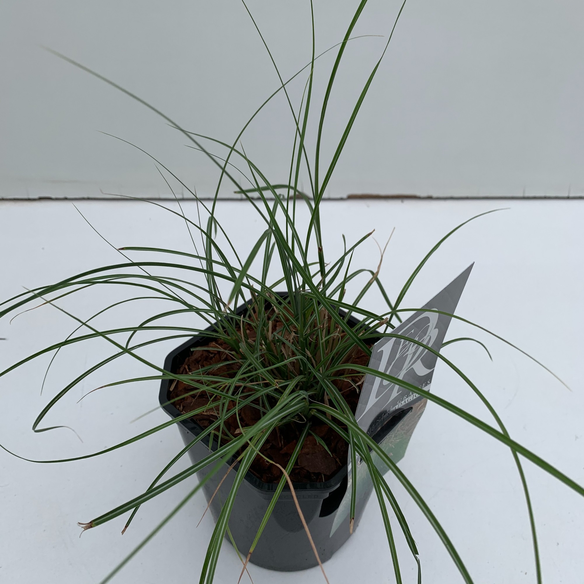 Picture of Miscanthus Adagio P17 (2 Ltr) Square