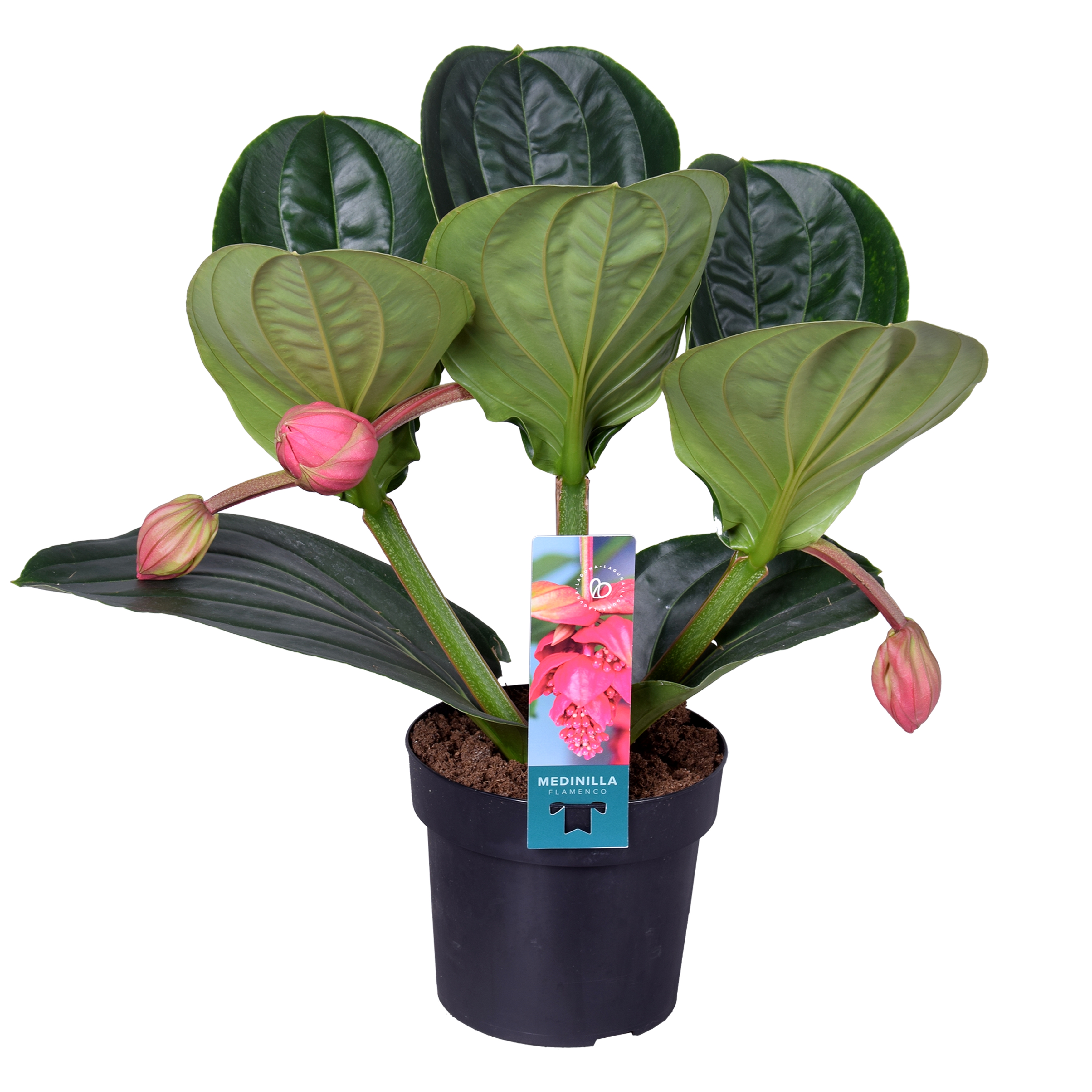 Picture of Medinilla Magnifica Flamenco 1 etage 3 buds P17 40CM