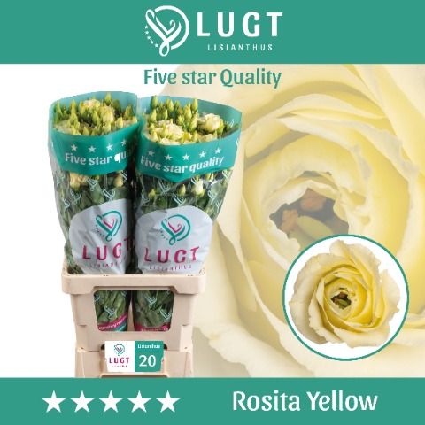 Eus G Rosi Yellow