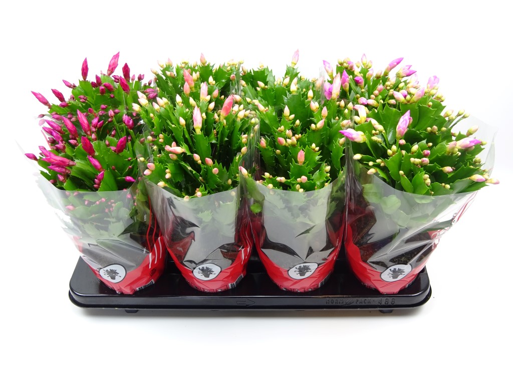 Picture of Schlumbergera truncata 3 colour mix in red sleeve P13 30CM