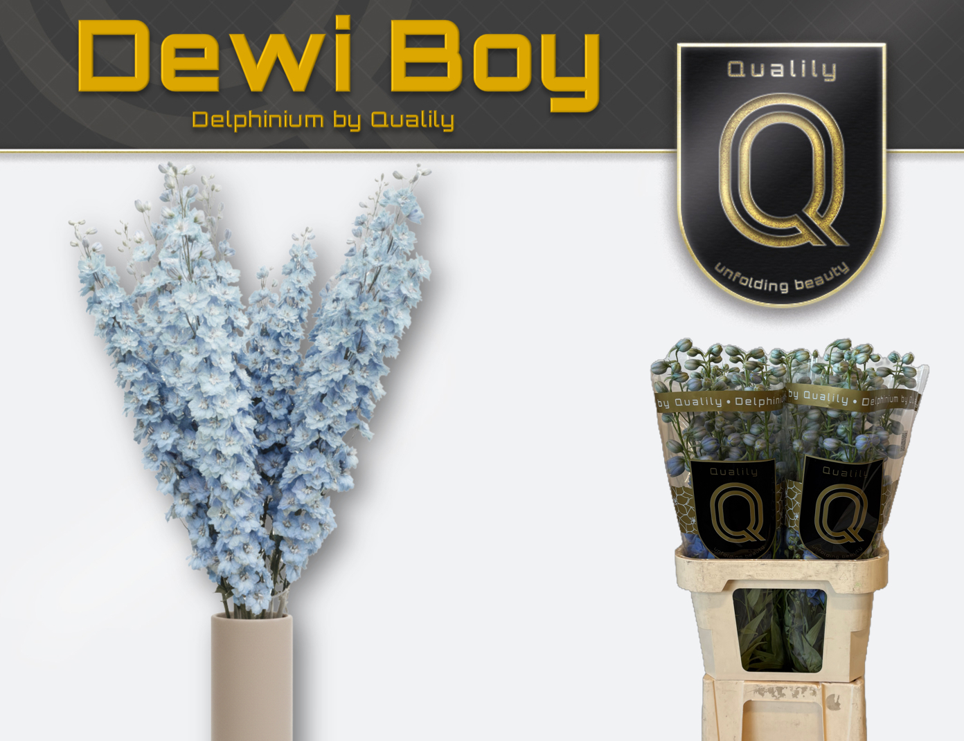 Delph El Dewi Boy