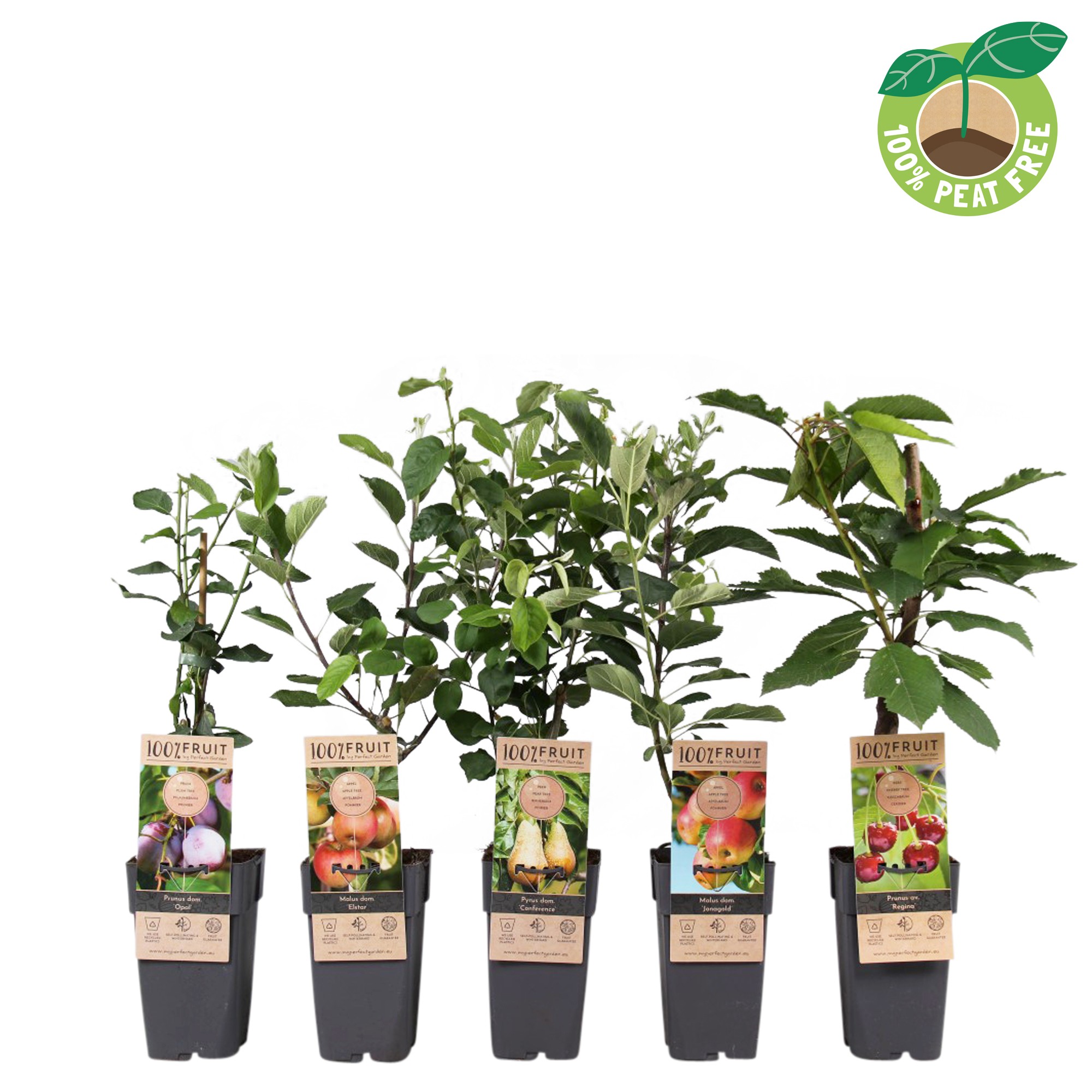 Picture of Fruit trees in varieties P15 (2 Ltr/high)