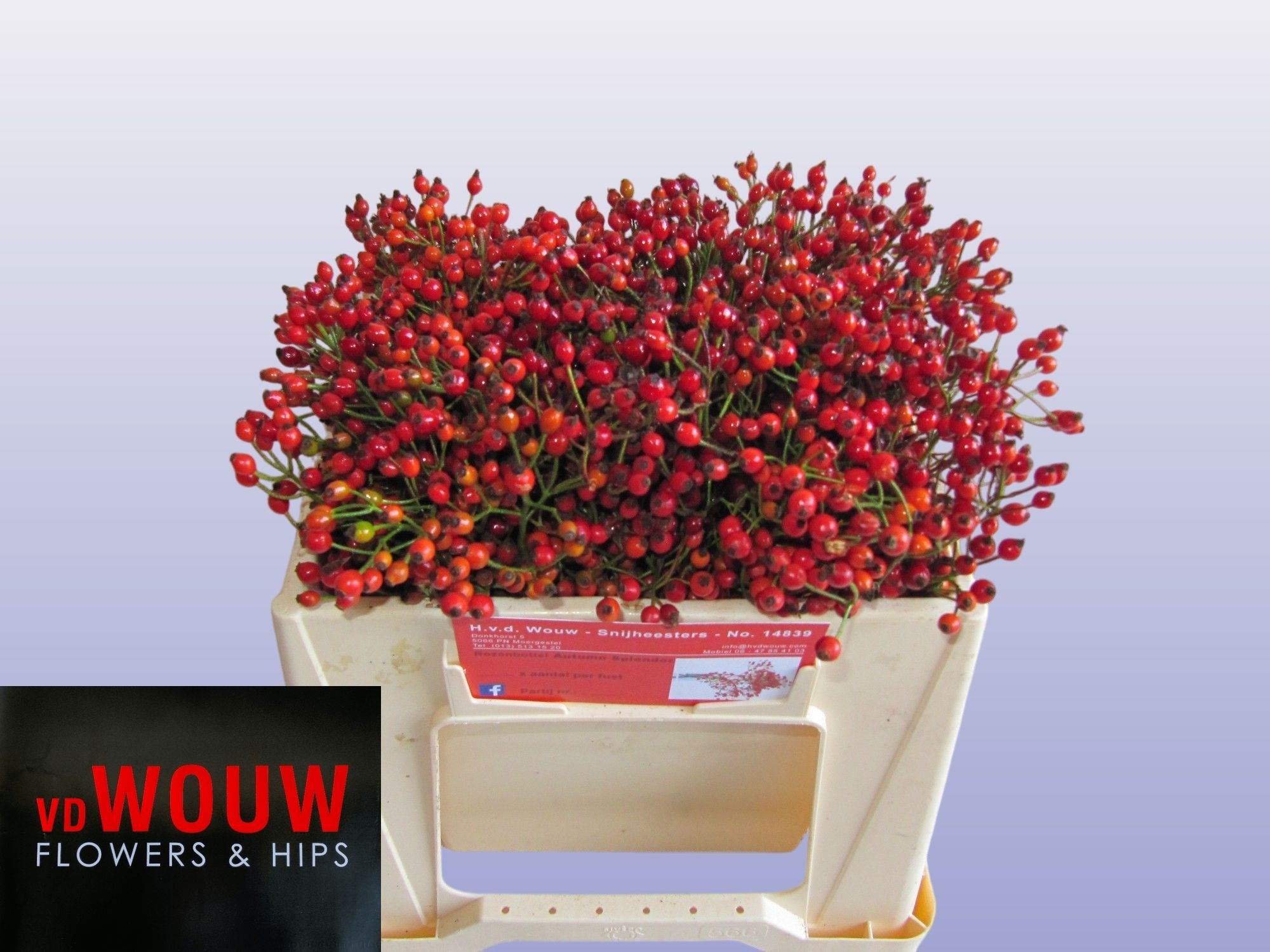 Rosa F Aut Splendor 30cm