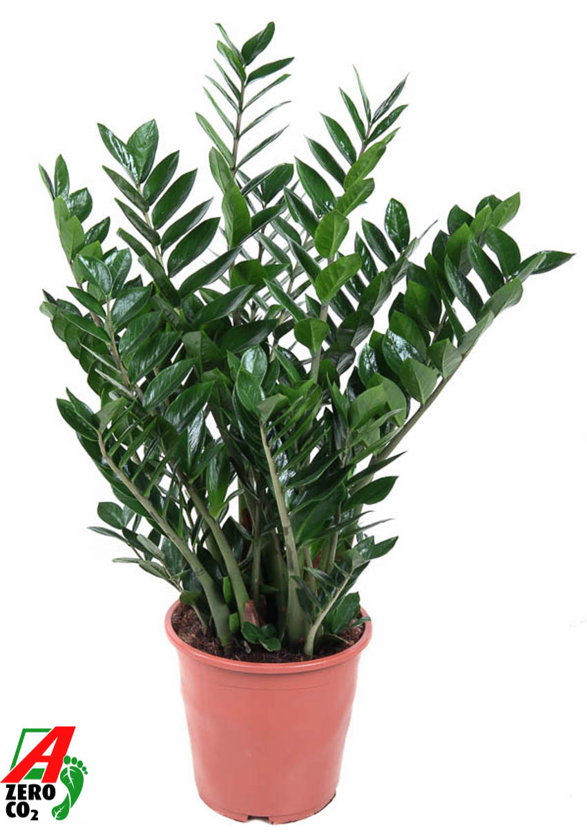 Picture of Zamioculcas zamiifolia P27 100CM (LOOSE)