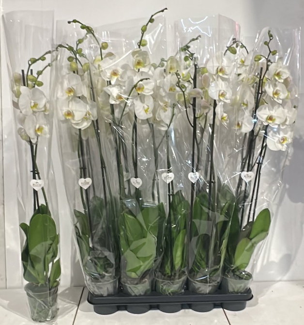 Phalaenopsis White 2 Stem 12Ø 75cm