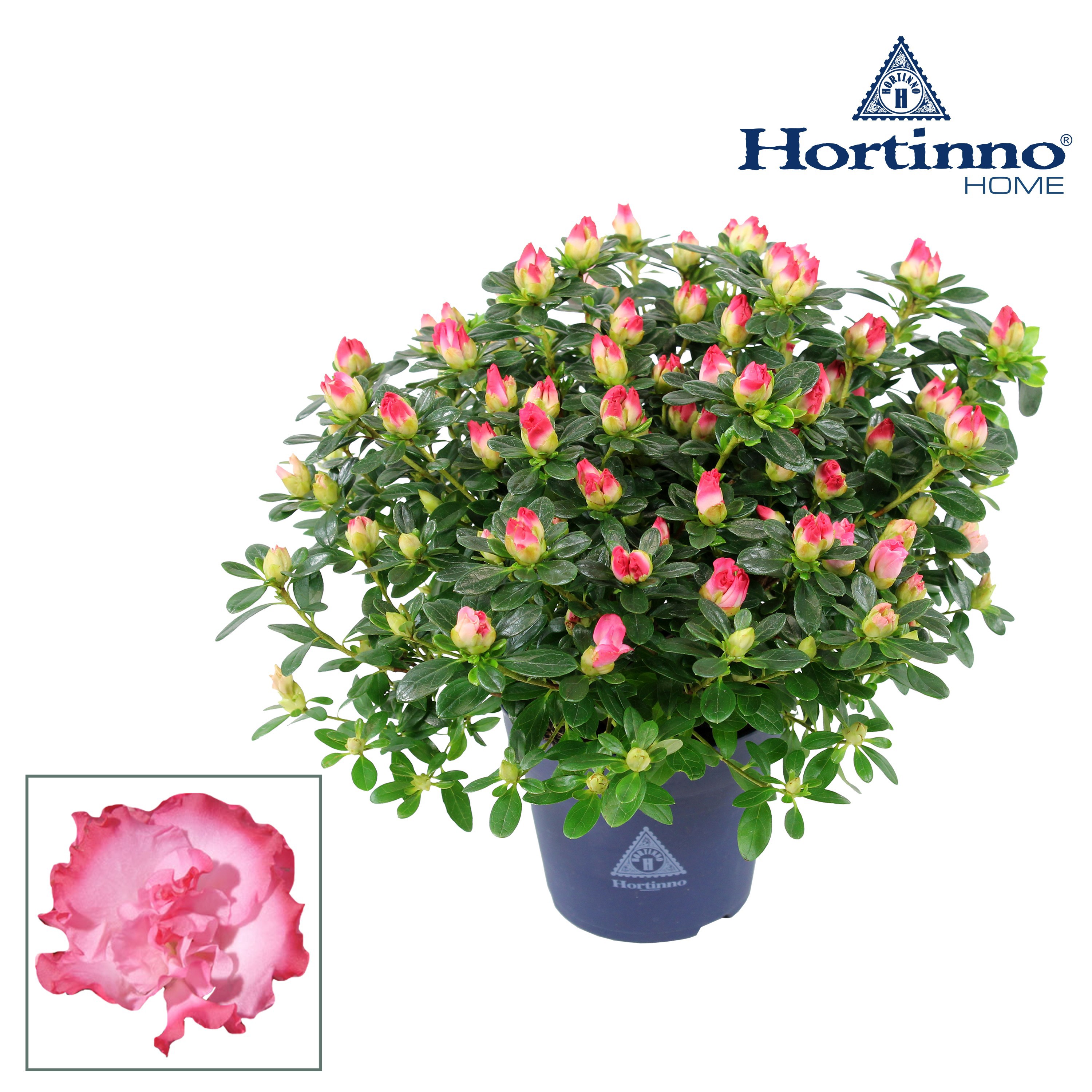Rhododendron (Simsii Grp) Hortinno Primavera | Hamiplant