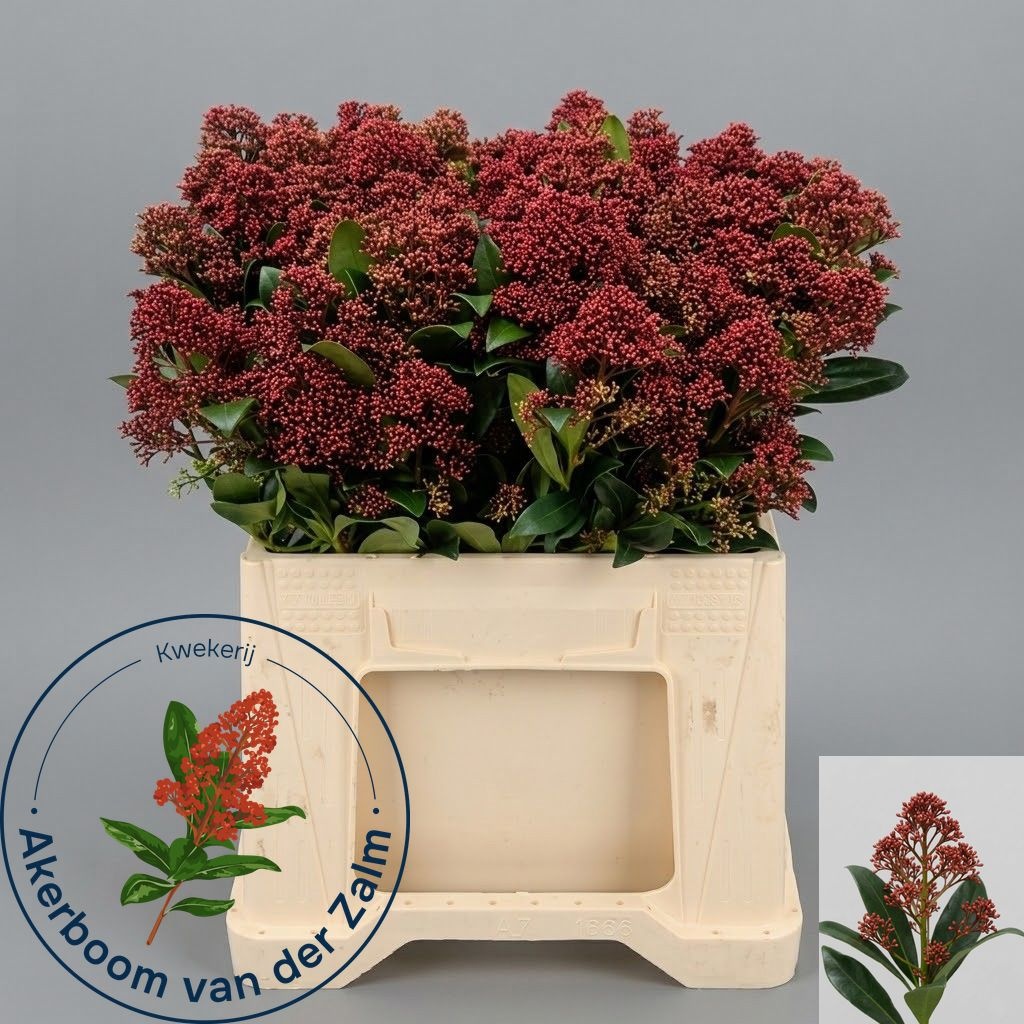 Skimmia Japonica Rubella 45cm