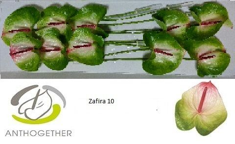 Anth A Zafira