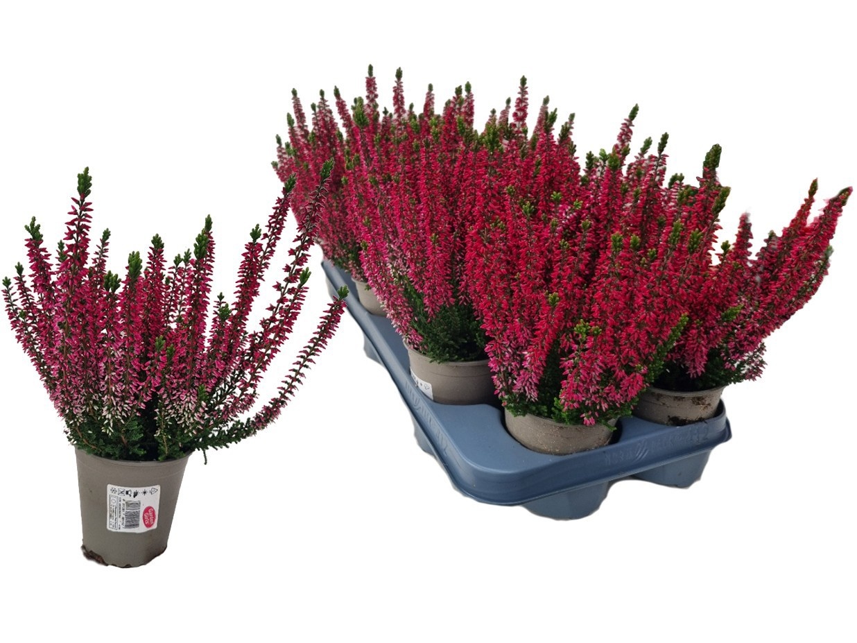 Callu Gg Amina 510Ø 26cm