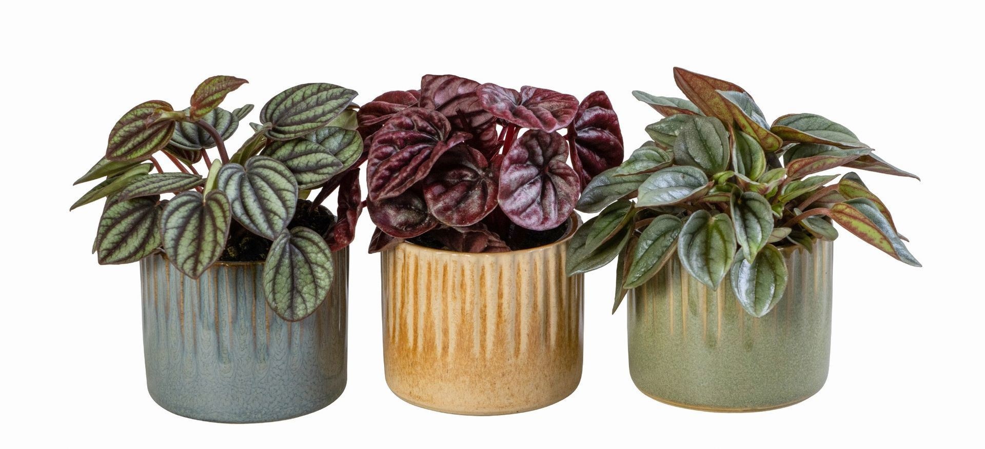 Peperomia L 66034 With Peperomia Caperata Mix