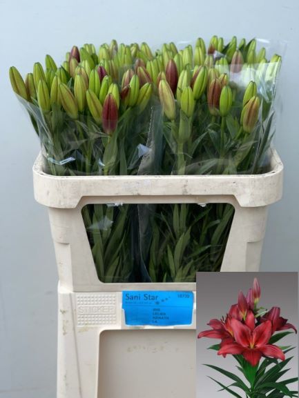 Li La Corleone 75L.cm 35+knop 23bloei