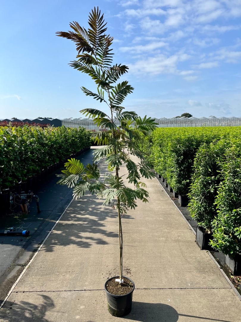 Picture of Albizia jul. Evi's Pride P36 (20 Ltr) (LOOSE)