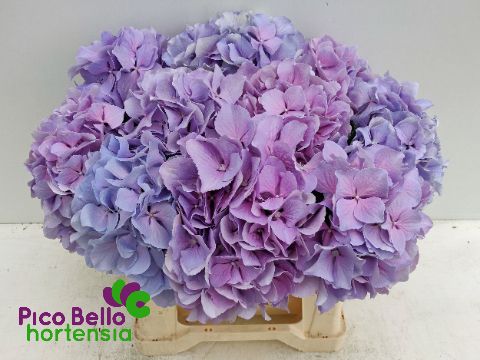 Hydrangea Royal Benefit 40cm 14Ø