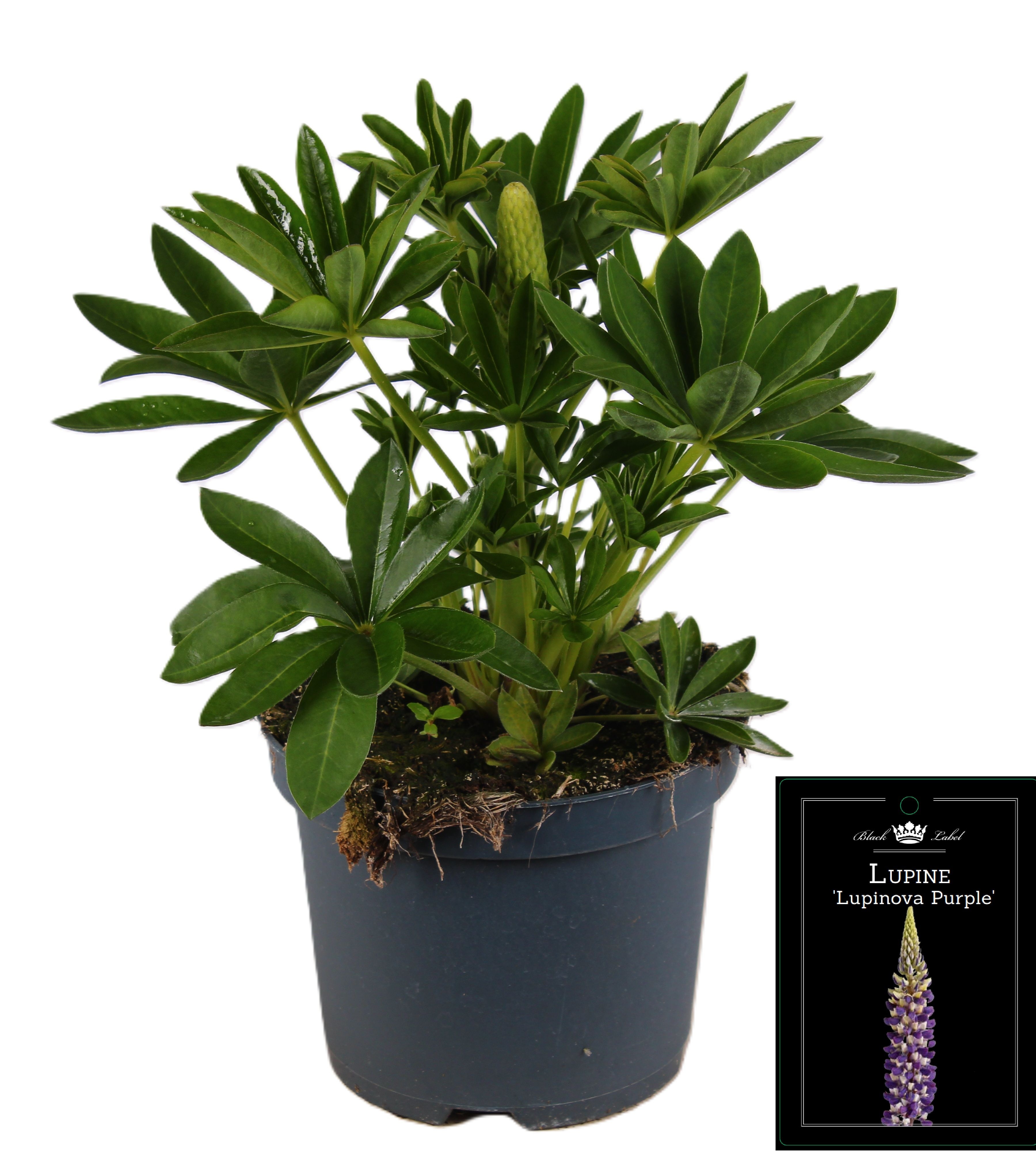 Picture of Lupine Lupinova Cierra