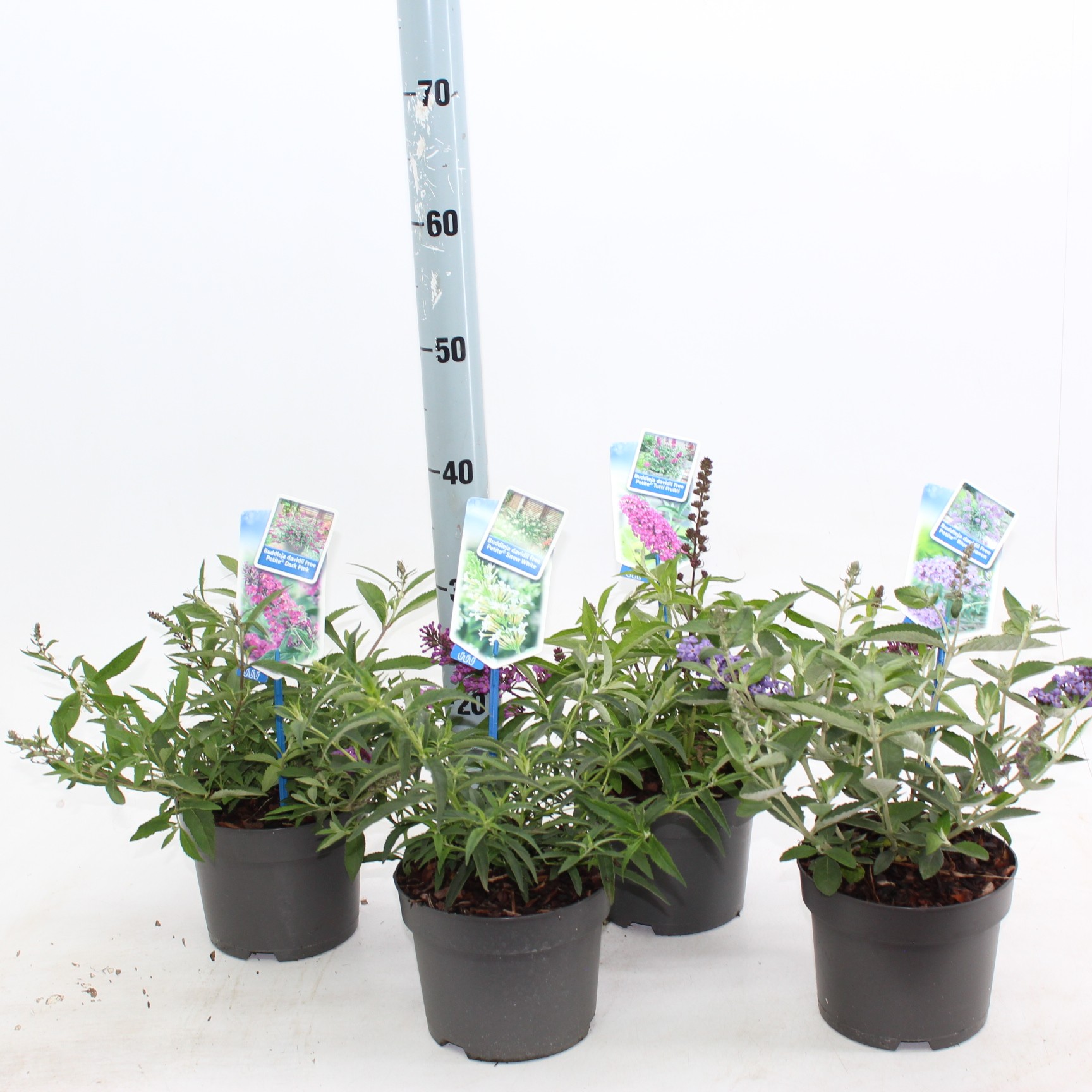 Picture of Buddleja (Free petite) mix P17 (minimum order one layer)