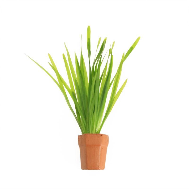 Vallisneria spiralis
