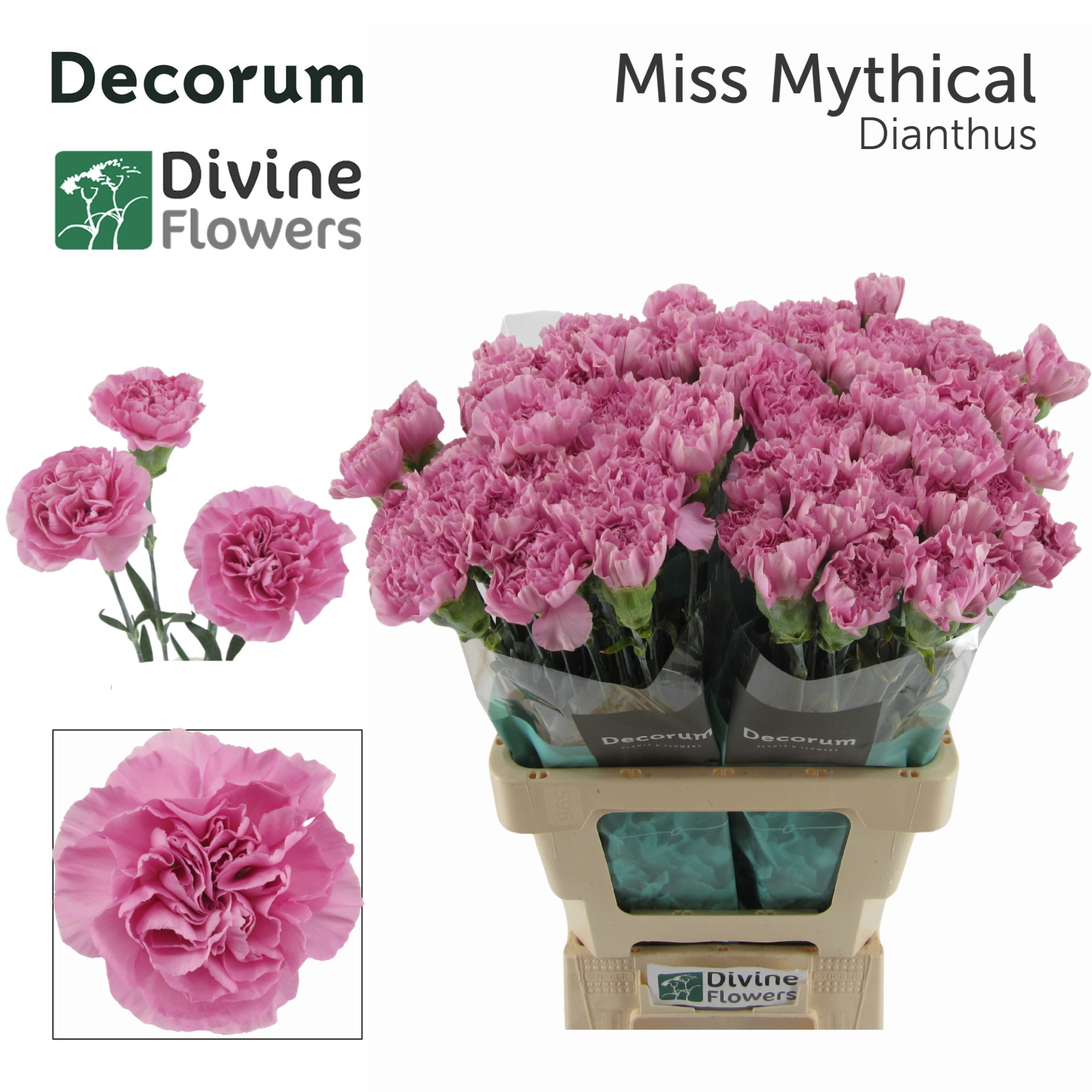 Di St Miss Mythical 60cm