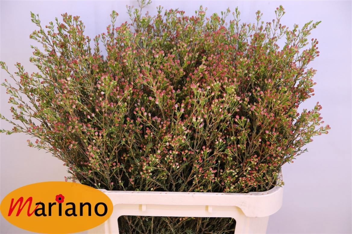 Chamelaucium Blondie 80cm 45gram