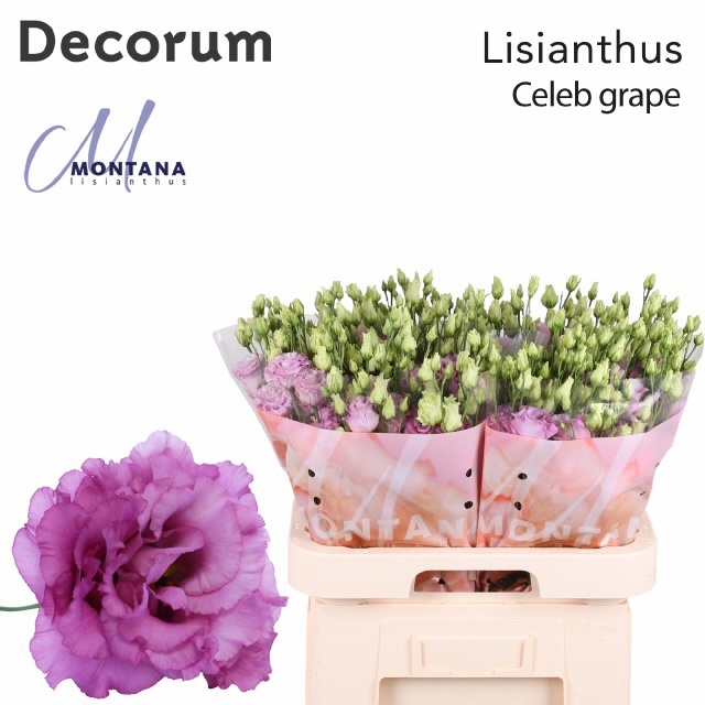 Lisianthus Double Celeb Grape 70cm