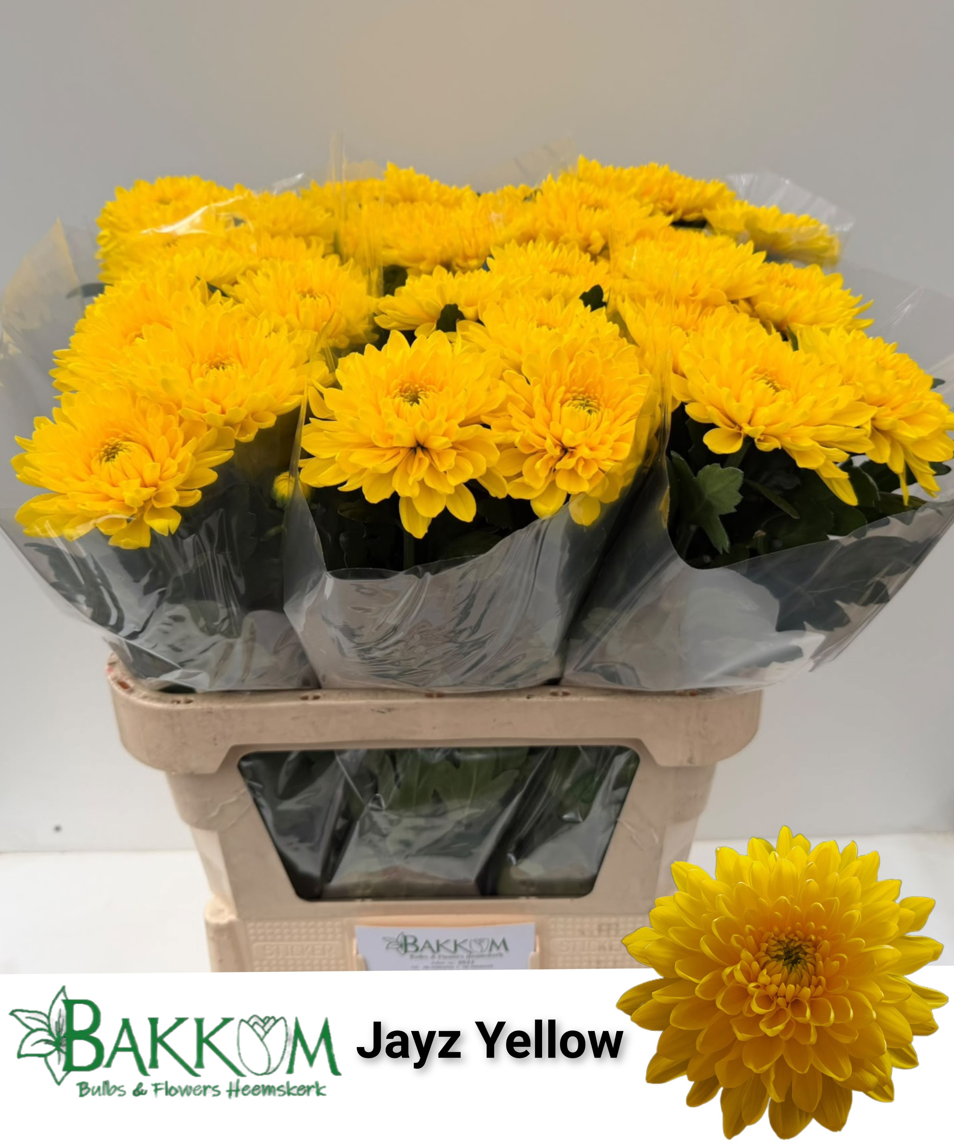 Chr G Jayz Yellow 80cm 115gram