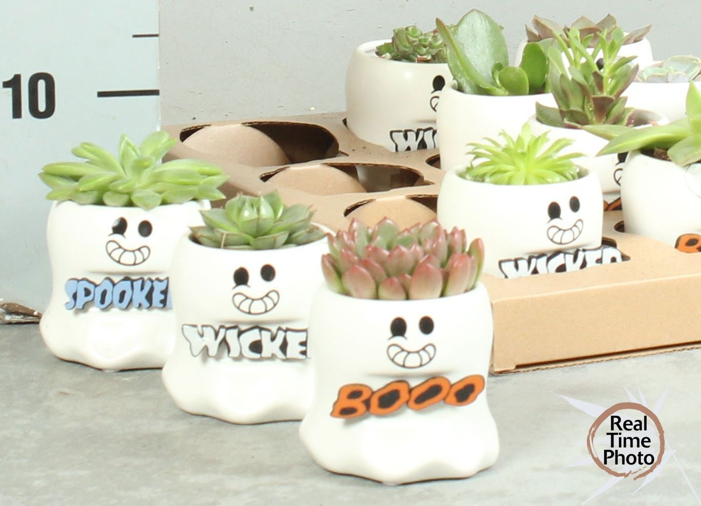 Arr Succulenten 12P 20cm