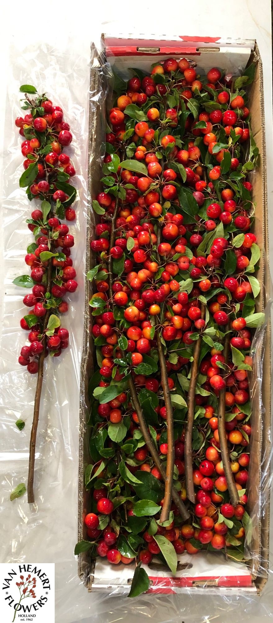 Malus Red Sentinel