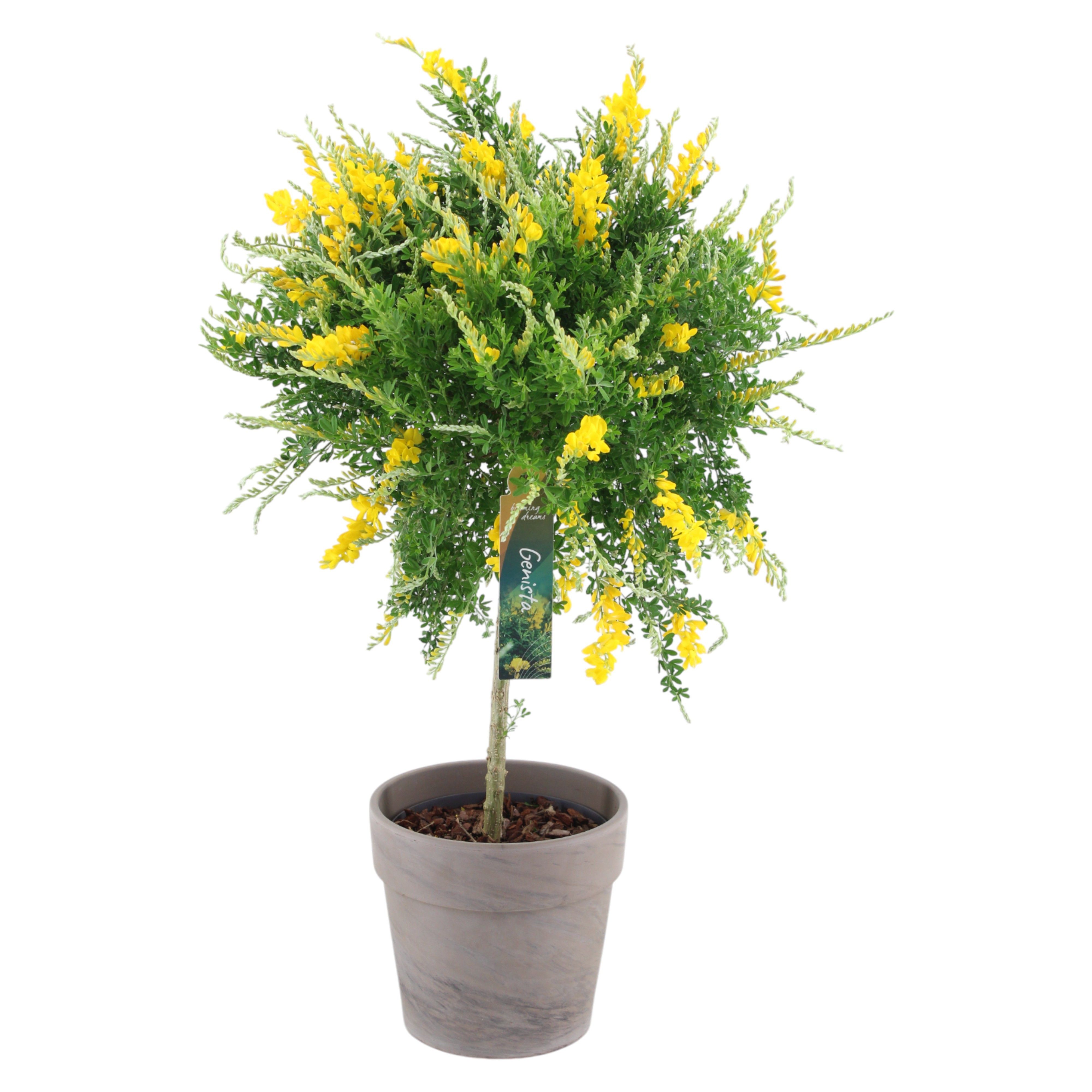 Genista stam in terracotta keramiek (PT)