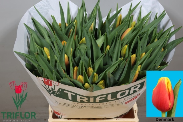 Tulipa Denmark 41cm 39gram
