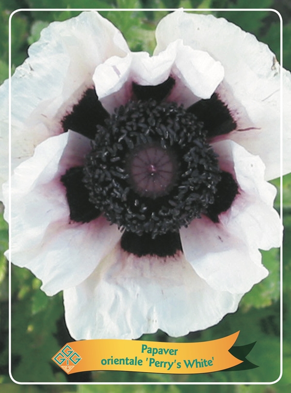 Picture of Papaver mix 6x10 srt. per shelve P11