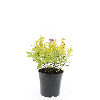 Picture of Spiraea jap. Golden Princess P14