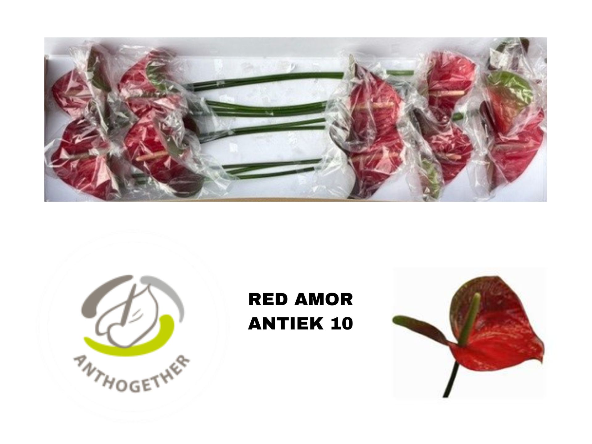 Anth A Red Amor