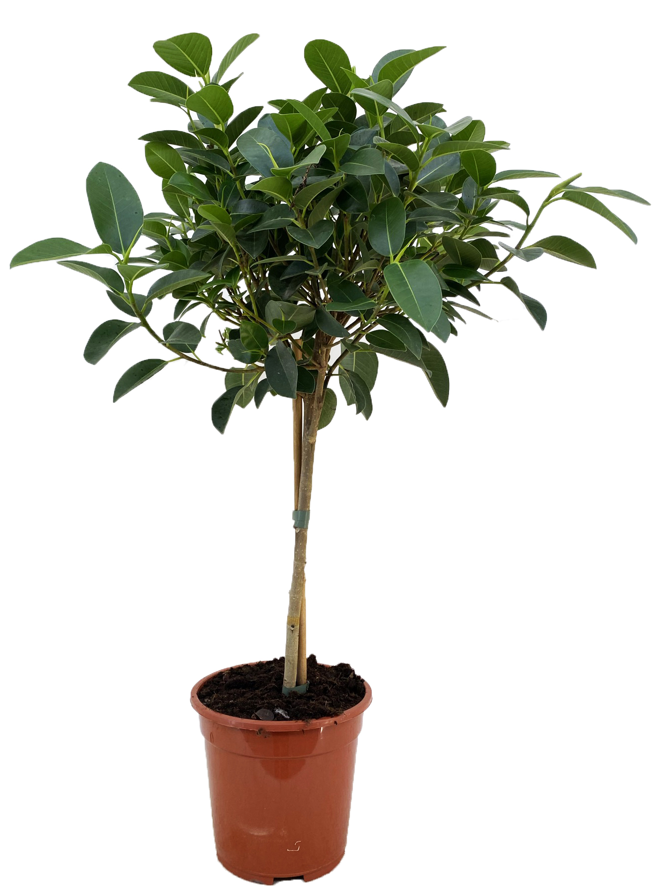 Picture of Ficus australis P21 (4 Ltr) 40/STD