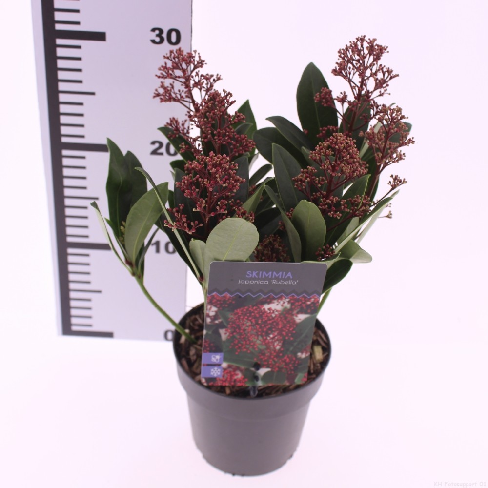 Picture of Skimmia jap. 'Rubella'