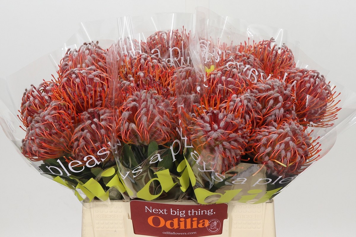 Leuco Scarlet Ribbon