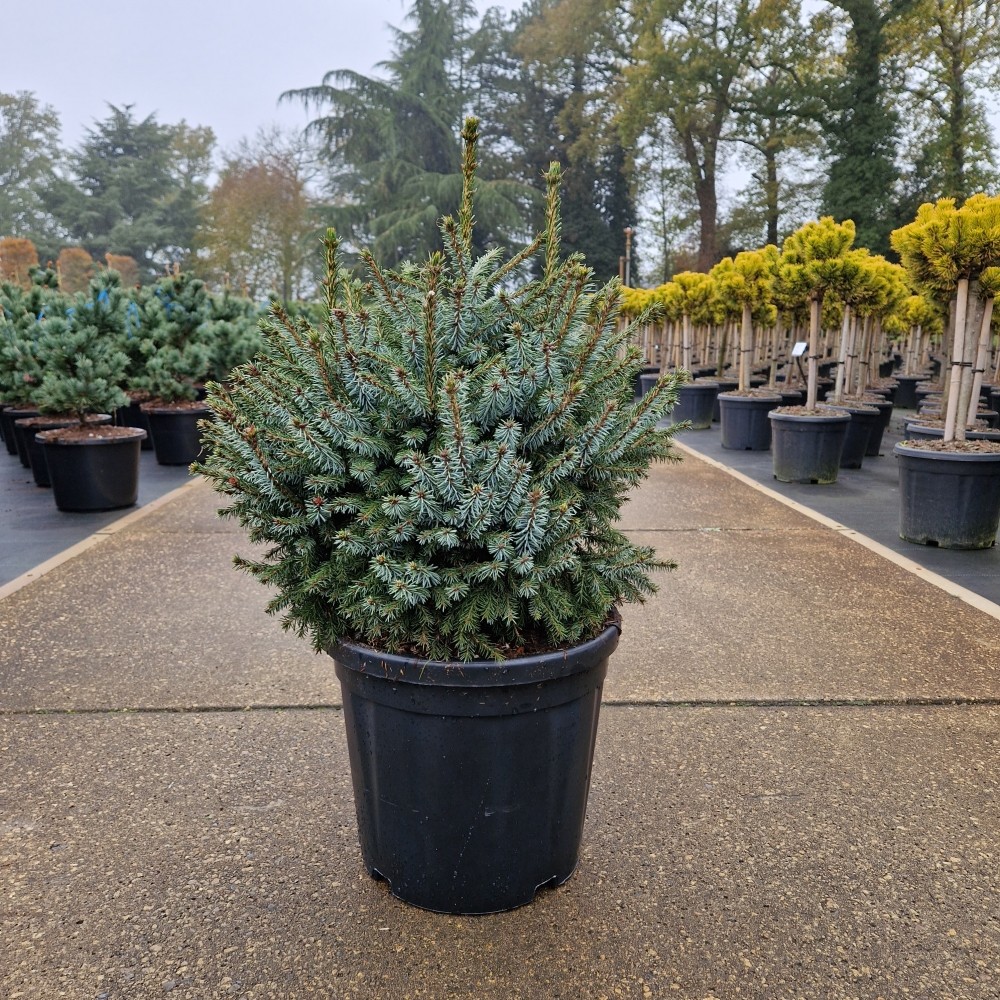 Picture of Picea omorika Nana C18 40/50 (LOOSE)