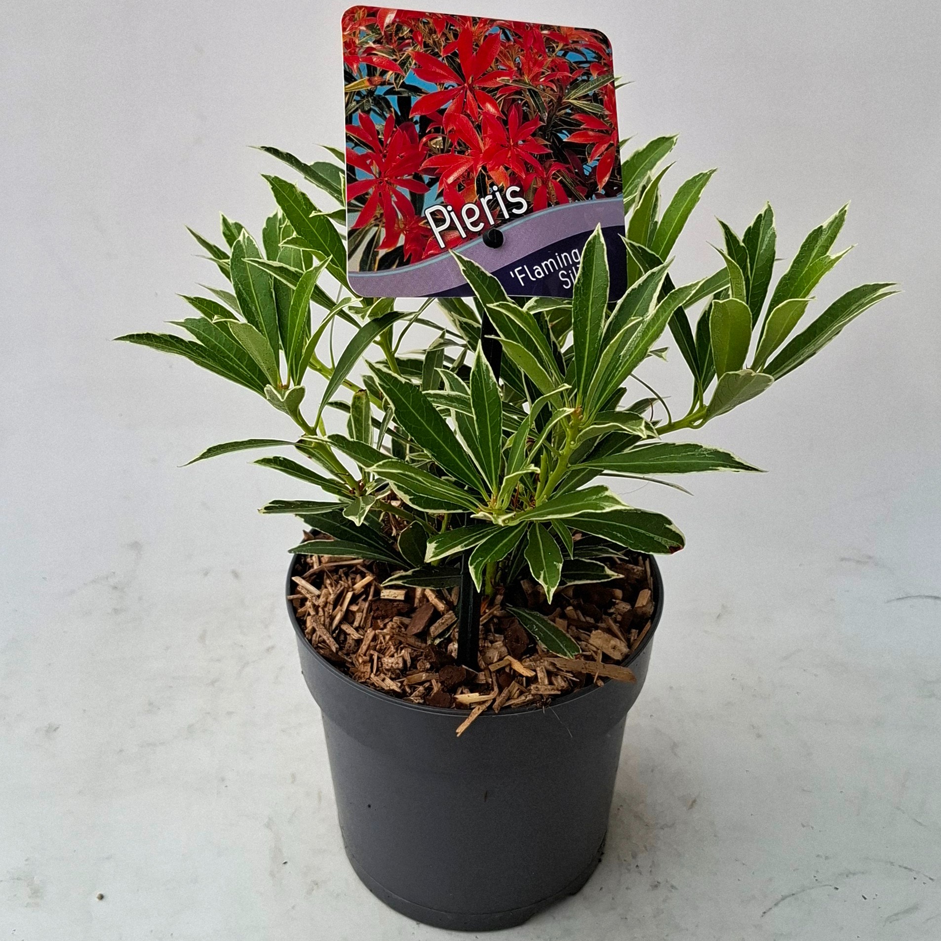 Picture of Pieris 'Flaming Silver'