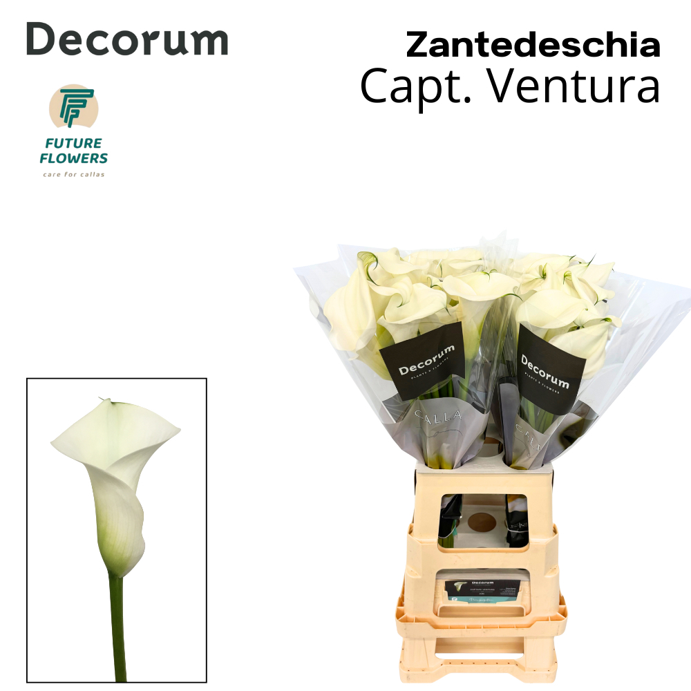 Zant Capt Ventura