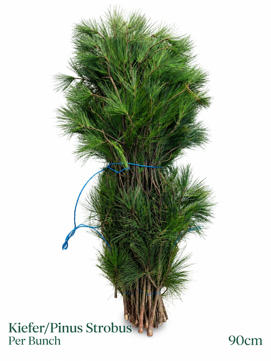 Pinus Strobus Bs 90L.cm