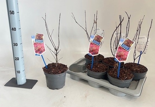 Acer palmatum 'Atropurpureum' - Esdoorn