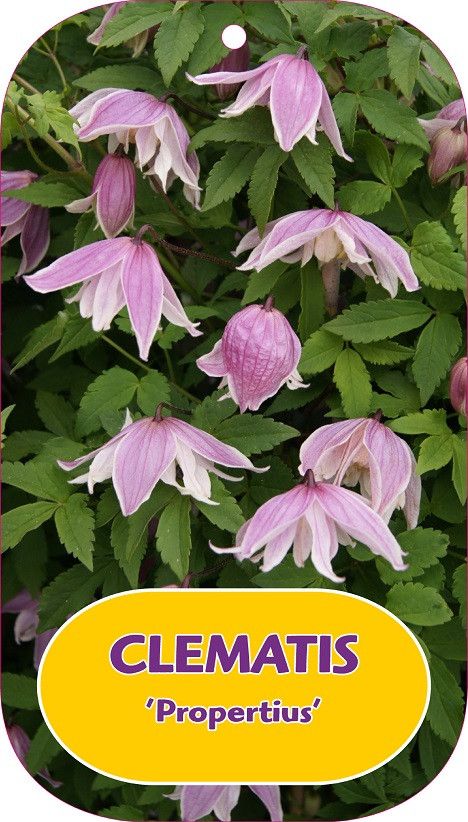 Clematis 'Propertius'